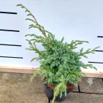 Borievka šupinatá (Juniperus squamata) ´BLUE CARPET´ - výška 20-30 cm, ⌀ 40-50 cm, kont.C5L